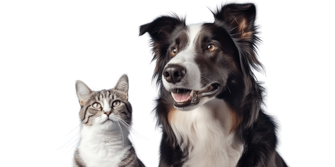 Cão e gato