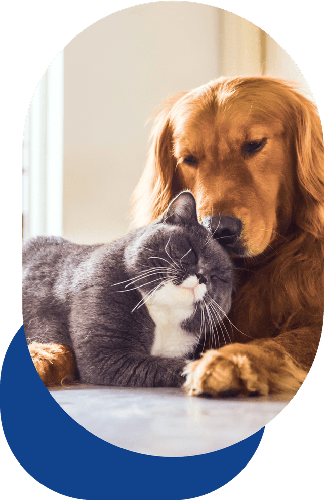 Pet care