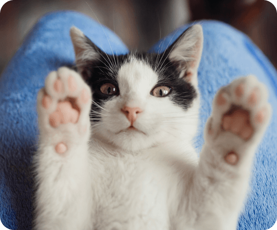 Cat on a blue blanket