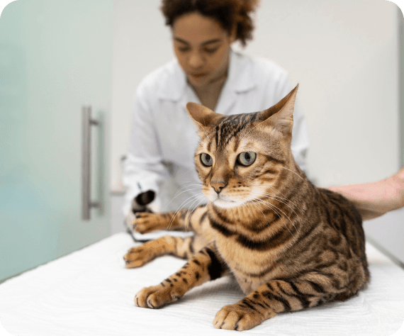 Dog being examined by a vet