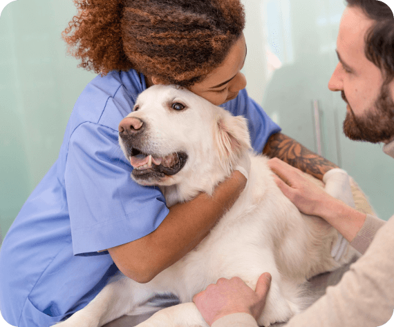 Dog being examined by two vets