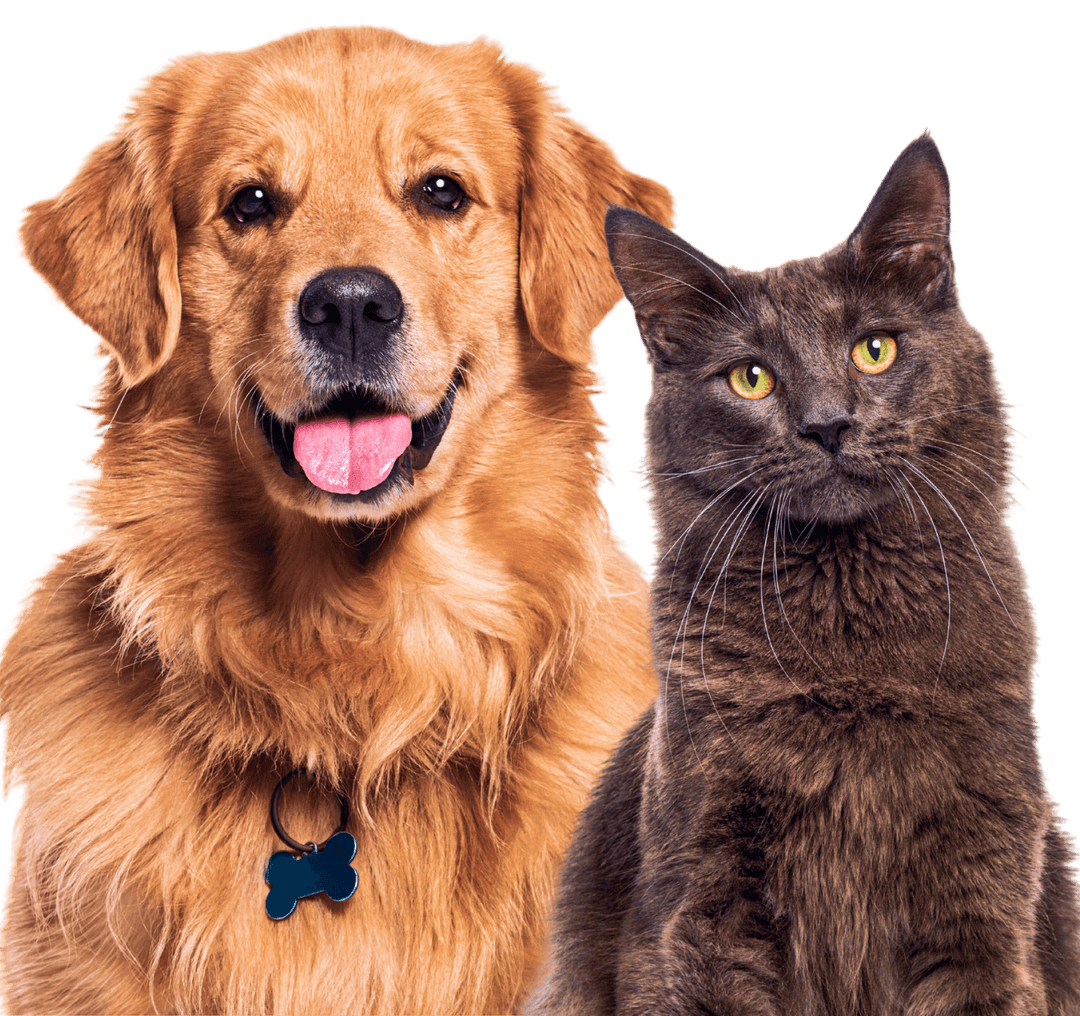 Dog and Cat